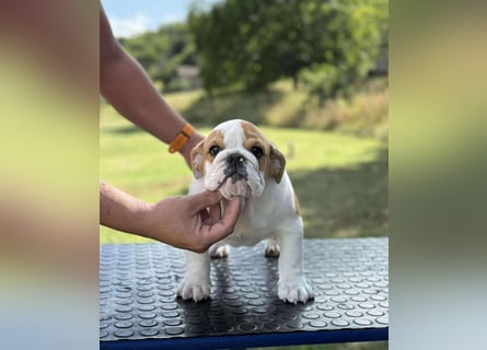 Englischen Bulldogge
