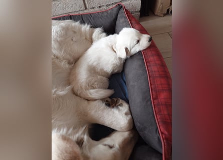 Welpen Weiße Schweizer Schäferhunde
