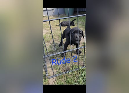 Presa Canario x Cane Corso 