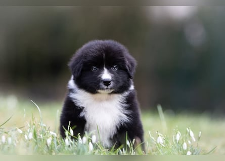 Australian Shepherd Welpen mit ASCA Papieren