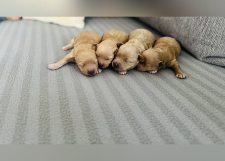 Wunderschöne Maltipoo Welpen!!! (Malteser/Zwergpudel)