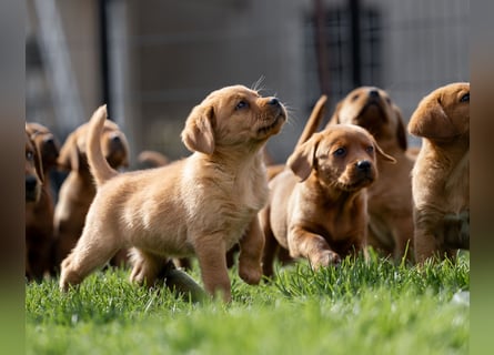 Typvolle Labrador Welpen in Foxred/Dark Foxred aus einer Top Verpaarung