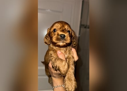 Cockapoo. F1 American Wurfankündigung Mai 2025