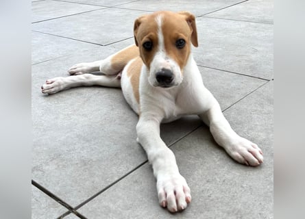 Ungarischer Windhund - Magyar Agar Welpen