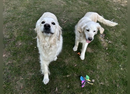 Golden Retriever Welpen vom Züchter – liebevoll & familiär aufgezogen