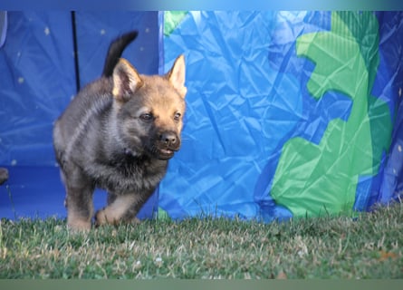Schäferhund Welpen mit VDH Ahnentafel