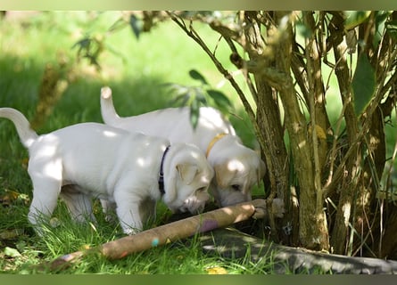 Shar-Pei x Labrador Mix Welpe Frenchy stellt sich vor......