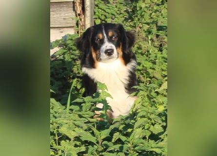 Traumhafte Miniature Australian Shepherd Junghunde ohne Abstammungsnacchweis.