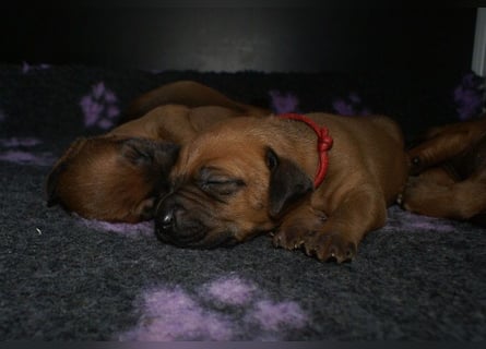 wunderschöne Rhodesian Ridgeback Welpen ! ! ! absolut vitale und einwandfreie kleine Engel