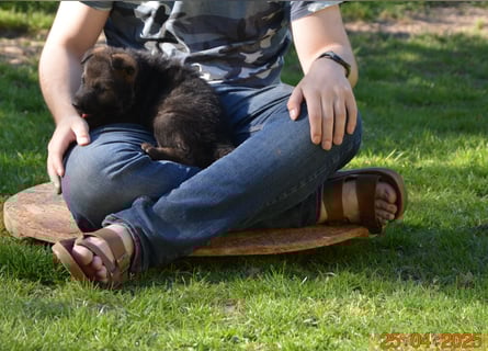 Dunkelgraue Schäferhunde aus Kör-u.Leistungzucht