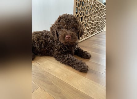 Lagotto Romagnolo / Wasserhund/ Trüffel Suchhund