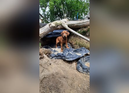 Szczeniaki  Rhodesian Ridgeback/ Pies/Suka Rhodesian Ridgeback/ welpen rhodesian