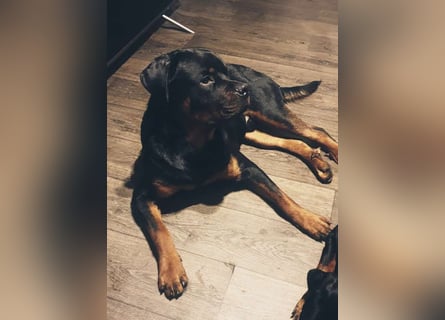 Reinrassige Rottweiler Welpen , Sportliche leistung Zucht