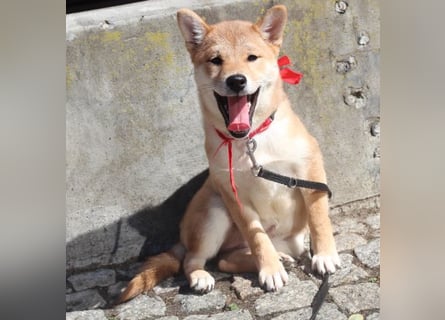 Schöne rote Shiba inu Welpen MEI, MASARU mit FCI dokumenten