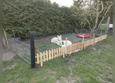 Welpen Weiße Schweizer Schäferhunde