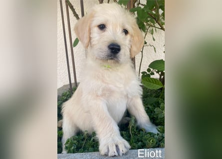 Labradoodle F1 apricot