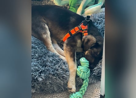 In der Nähe von Köln Traumhund Ben sucht ein Zuhause