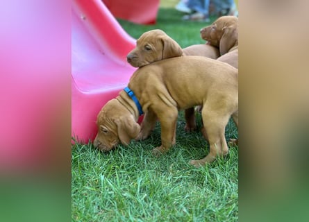 Mayar Vizsla Welpen