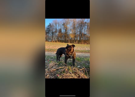 Old English Bulldog Welpen