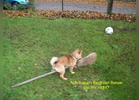 Erstklassige Shiba Inu Zucht in Sachsen