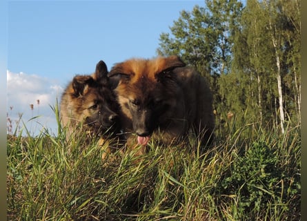 Junghunde Langstockhaar