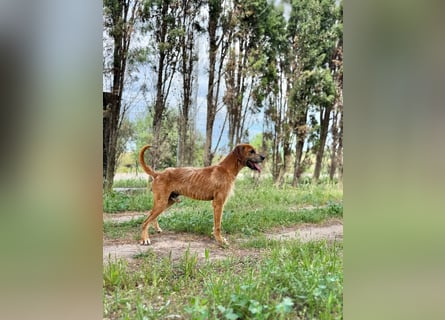 Balu: er hat ganz viel Liebe zu geben