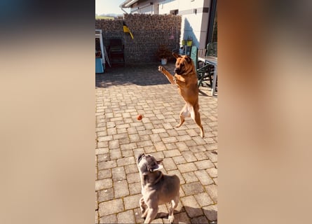 ZuHause gesucht für Jin
