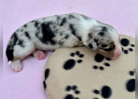 Blue Merle Hündin, Australian Shepherd