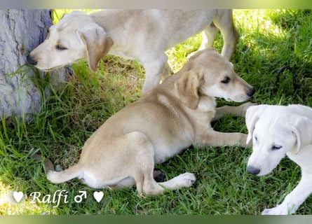 Ralfie, Roberta, Robbie und Rickie suchen eine Familie