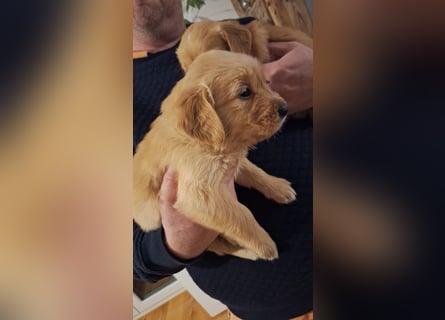Golden Retriever Welpen