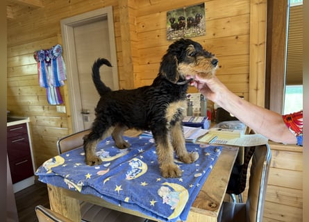 Airedale Welpen vom Uranusfels