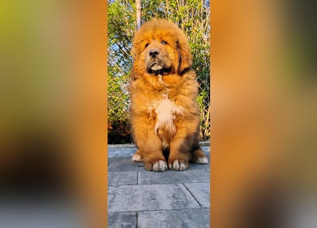 Do khyi Tibetischer Mastiff