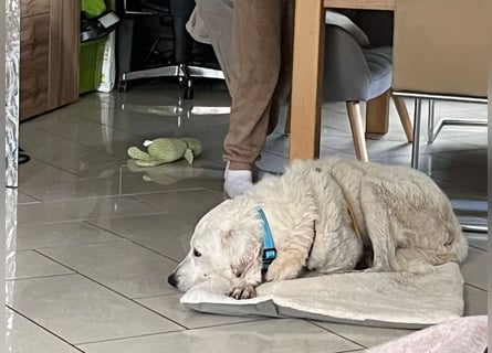 Francesco - Wo sind die Freunde von großen, gemütlichen Hunden