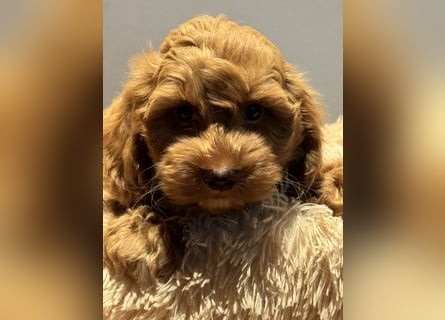 Maltipoo/mini Doodle Welpen