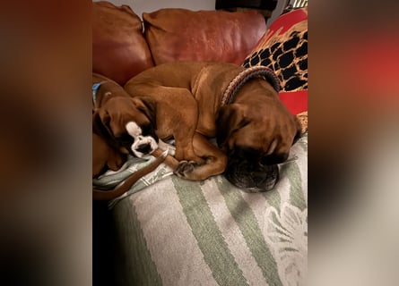 Boxerrüde