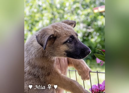 Mia sucht ein Zuhause
