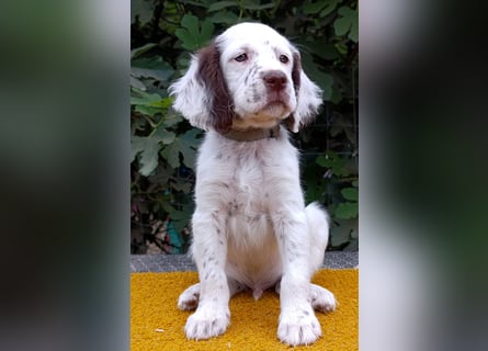 English setter Welpen (3 Rüden, 2 Hündinnen)