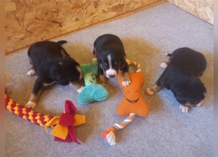 Entlebucher Sennenhund-Welpen "vom Zwergenstübchen" mit Ahnentafel