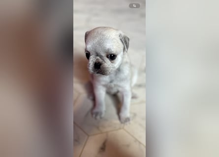Mops Welpen ( noch 2 Rüde)