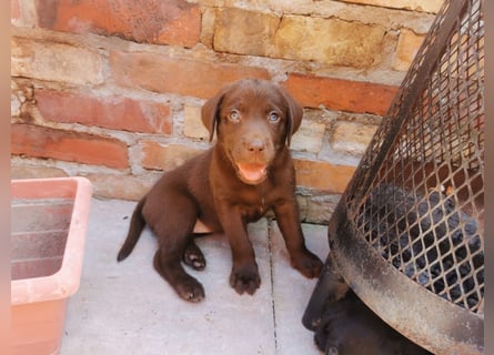 Reinrassige Labradorwelpen