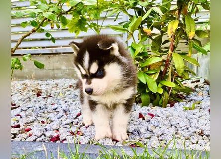 FCI Pedigree Blue Eyed Black & White Siberian Husky Champion Puppy