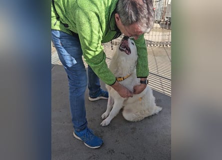 Alain: unkomplizierter Familienhund