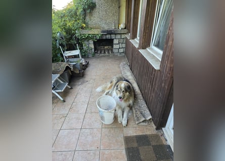 Dickie – Der sanfte Riese mit klarem Blick