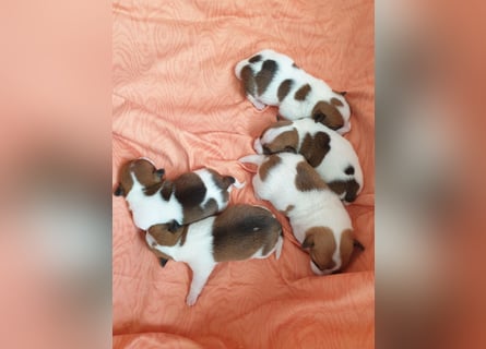 Jack Russell Welpen zu verkaufen