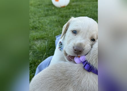 Labrador Welpen reinrassig rüde weiß NRW Düsseldorf Köln