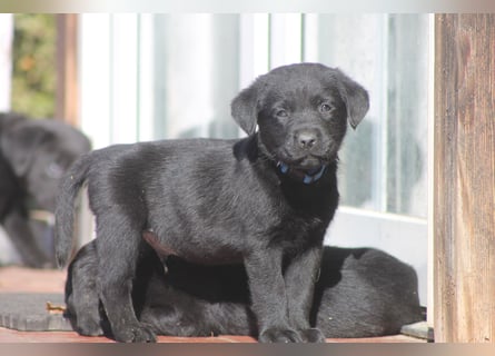 Labrador Welpen