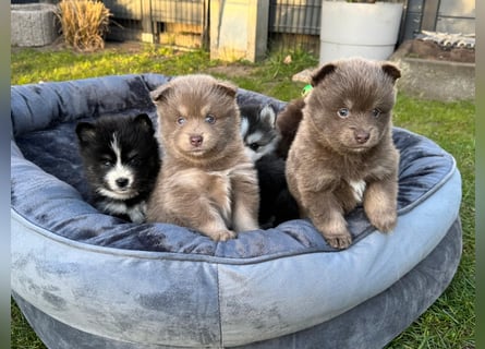 Zauberhafte Pomsky Welpen suchen ihr neues Zuhause! (ab 22.05.2025)