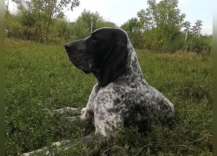 Braque d'Auvergne (Auvergne Vorstehhund) Welpe