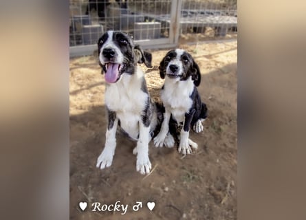 Rocky , Rania und Rina suchen  ab Anfang August ein Zuhause