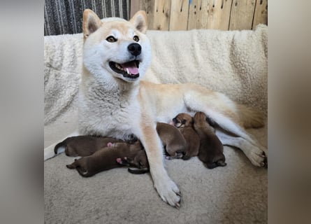 Wunderschöne Shiba Inu Welpen suchen ein liebevolles Zuhause!